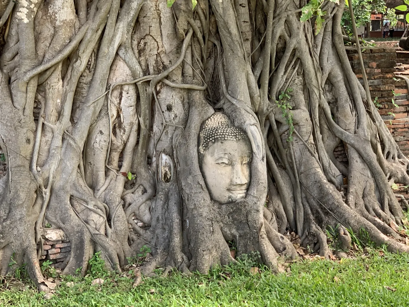 Wat Mahathat (Buddha Head in Tree)
